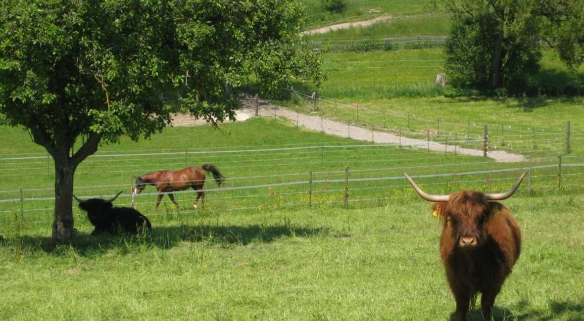Rinder und Pferde auf der Wiese